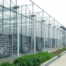 Venlo Glass Greenhouse
